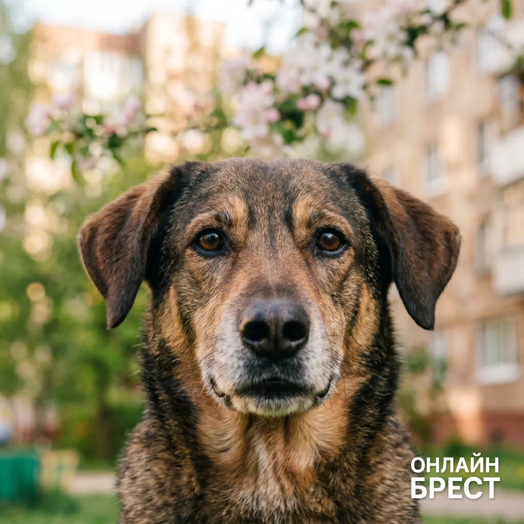 В Беларуси суд вынес приговор мужчине, который забил до смерти собаку