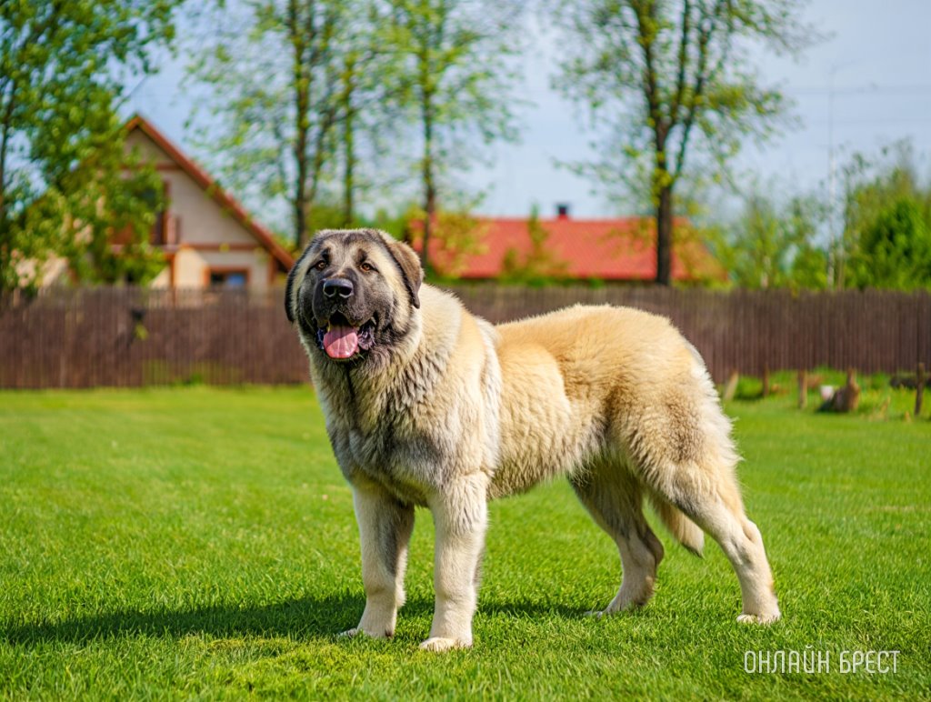 В Беларуси алабай выбежал со двора и устроил бойню