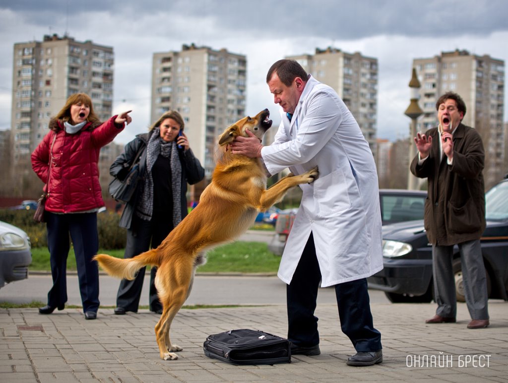 В Бресте собака напала на медика