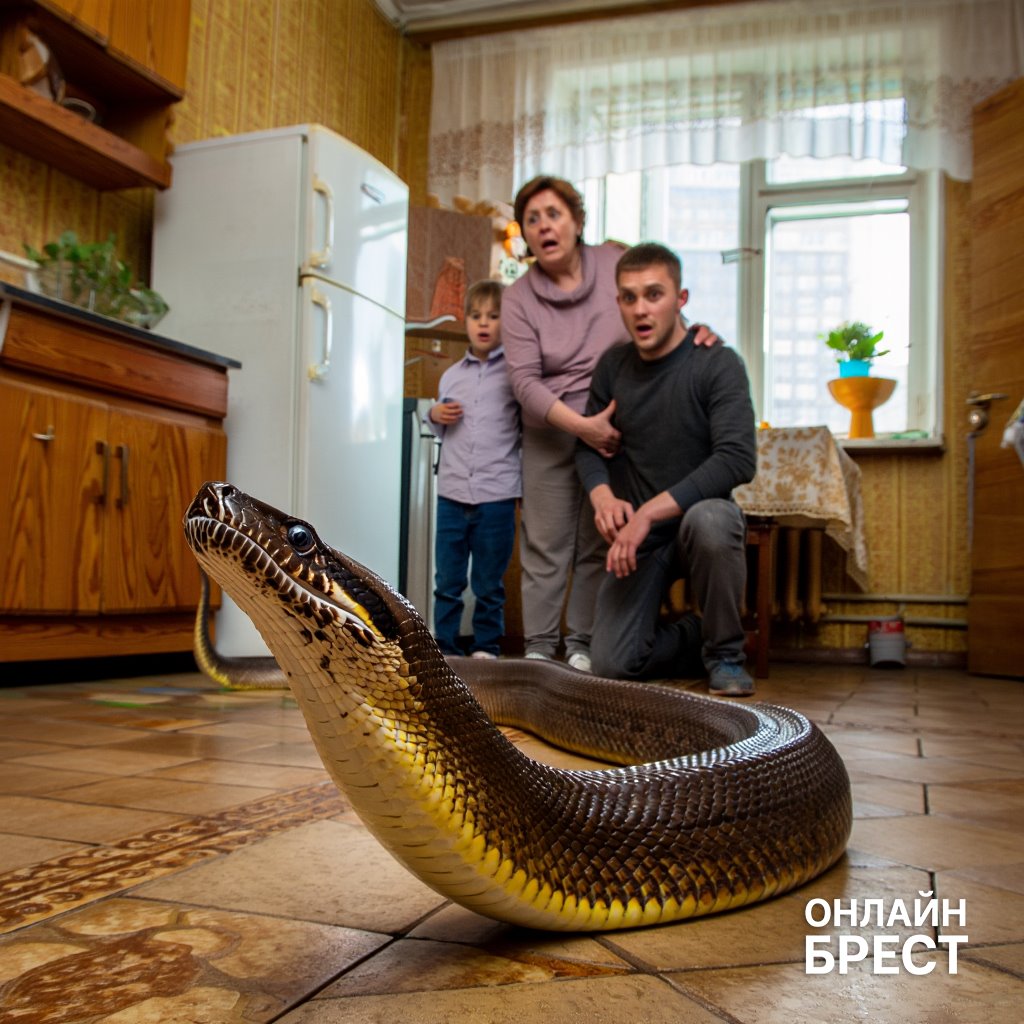 В квартиру белорусов забралась змея — видео