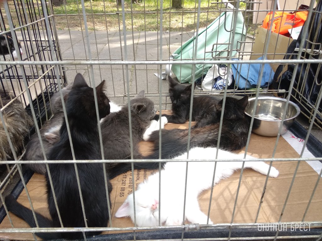 Поступило 1835 сообщений: белорусы обсудили проект закона о животных