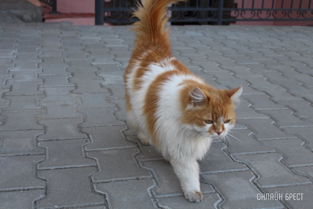 Могут ли оштрафовать за подкармливание бездомных животных зимой? Объяснила юрист