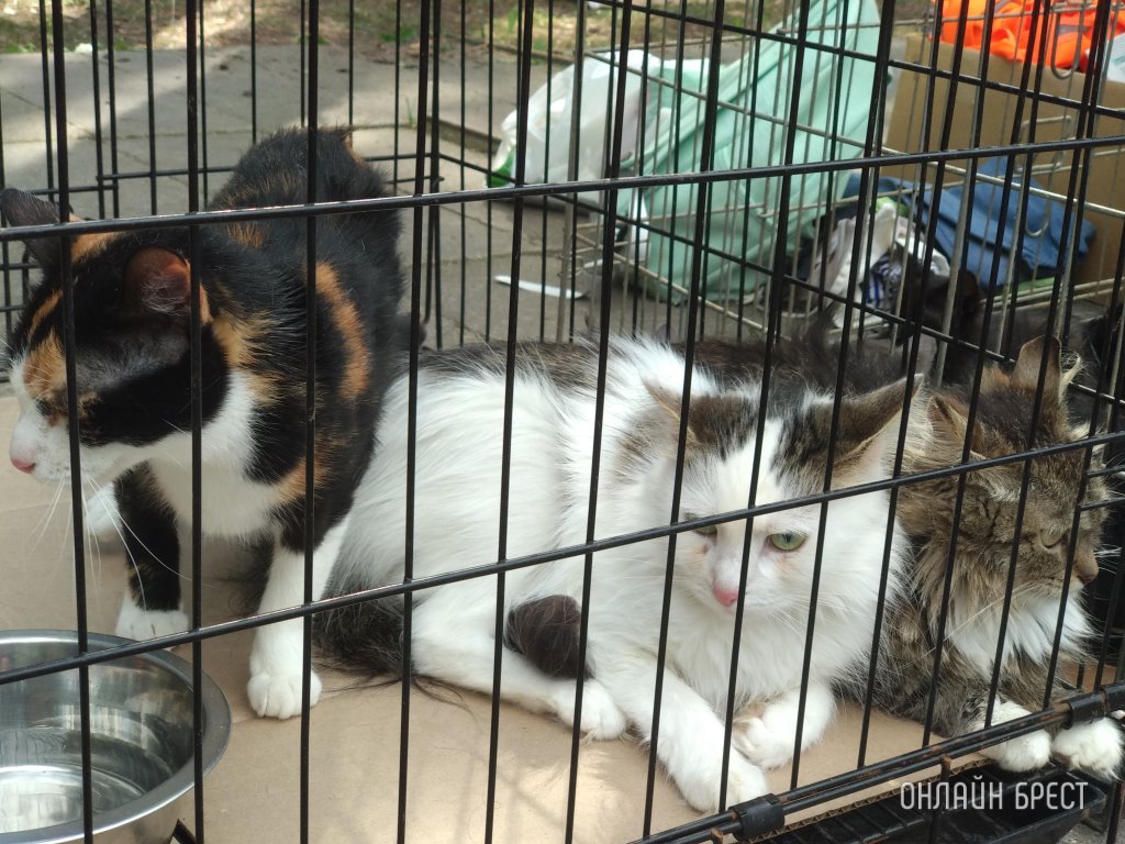 Какое наказание может повлечь жестокое обращение с животными