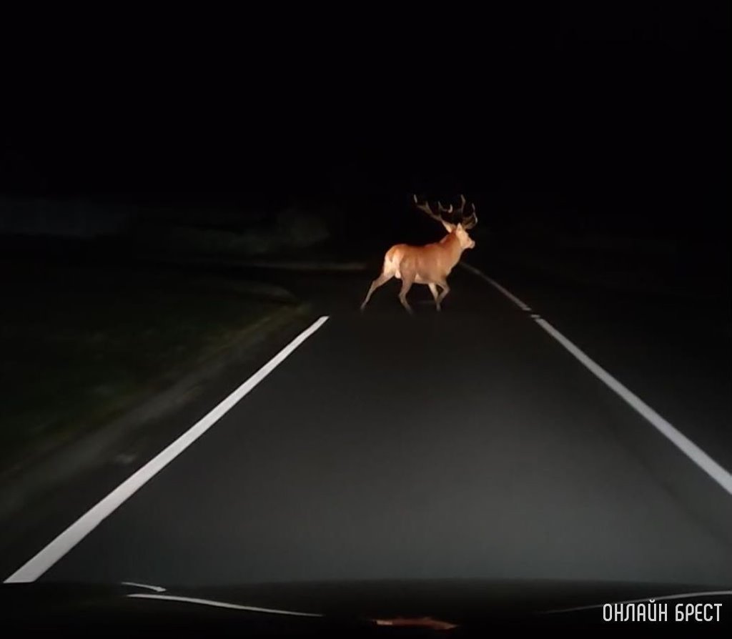 Больше трех тысяч за год: какие животные гибли на трассах в 2022-м