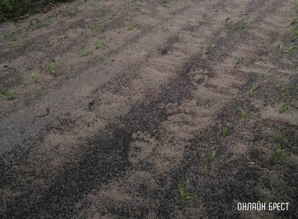 Фото носит иллюстративный характер