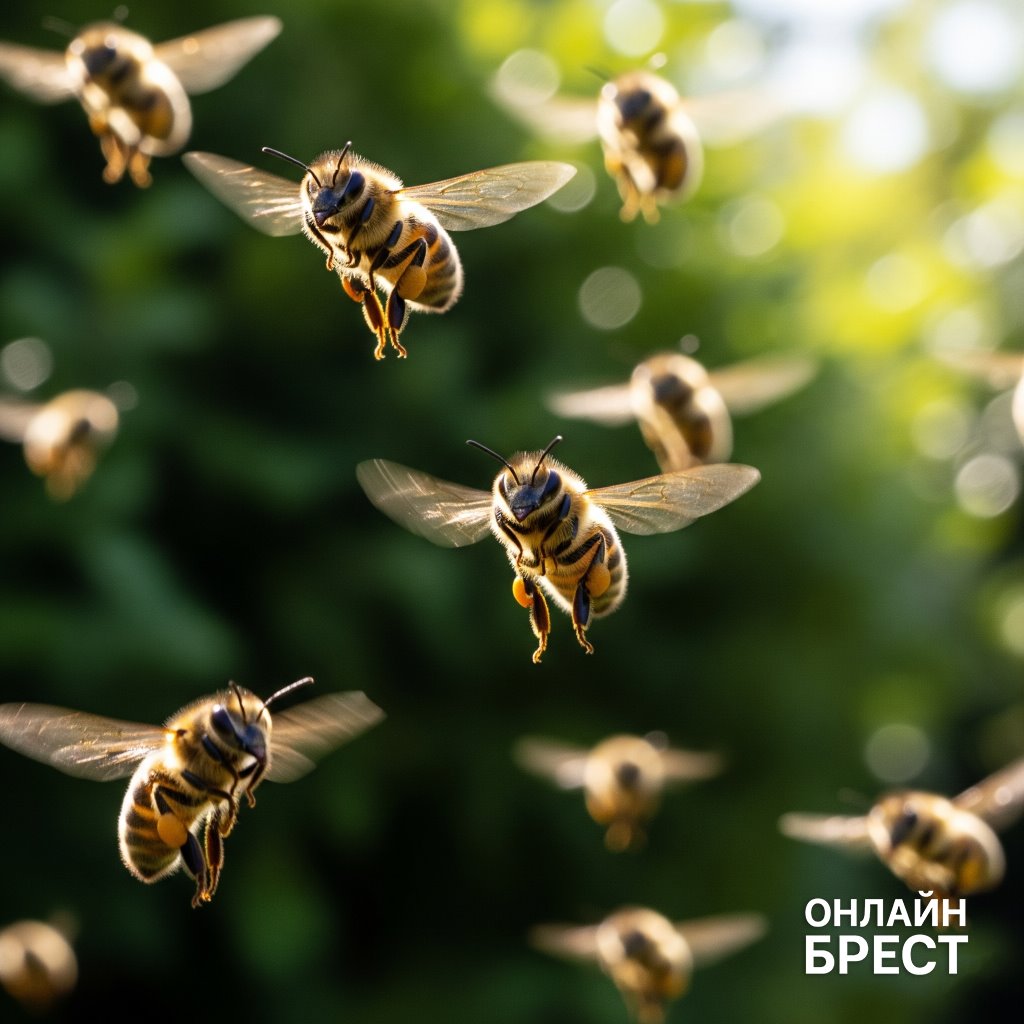 Пчела, шершень и две смерти: истории из Брестской области