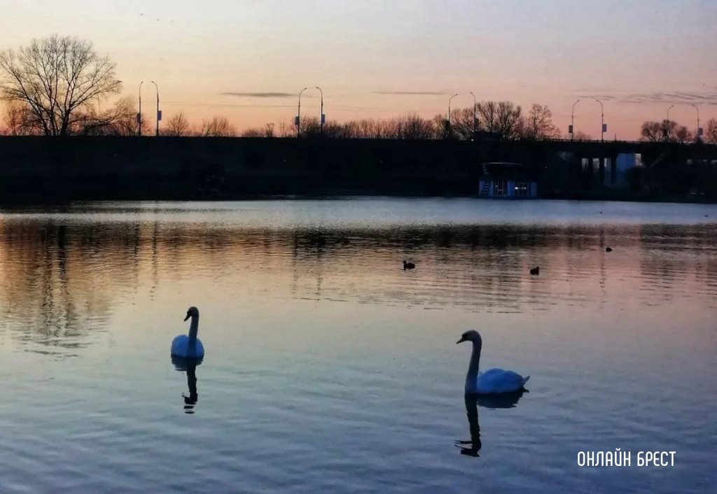Как брестчане ради забавы губят благородных птиц