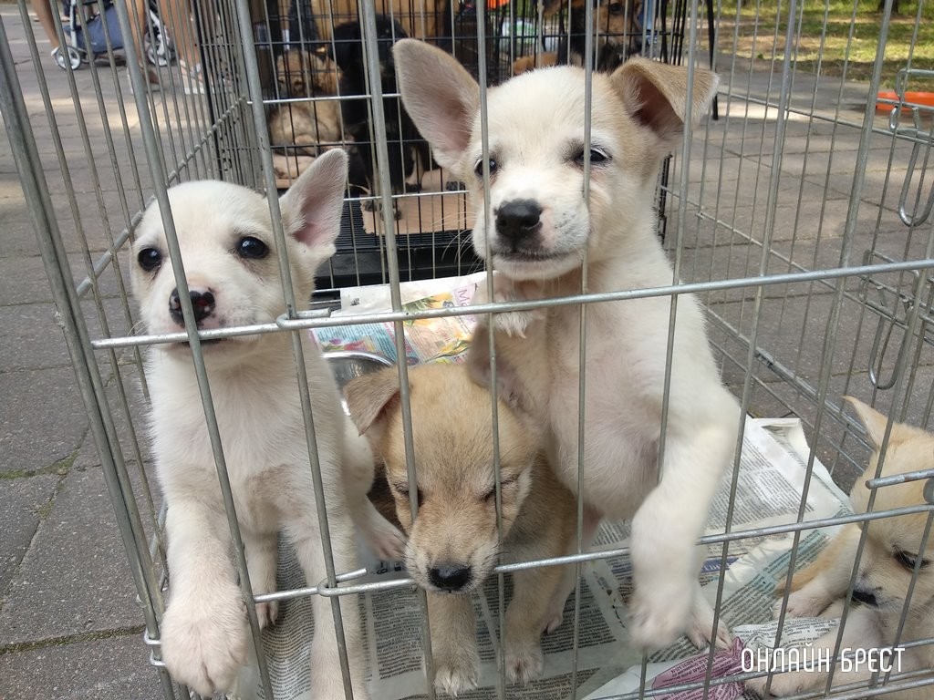 Как любовь к собакам едва не оставила женщину и ее сына без крыши над головой. Случай в Беларуси