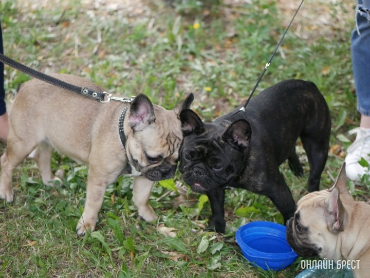 Решили завести собаку? Узнали, сколько это стоит