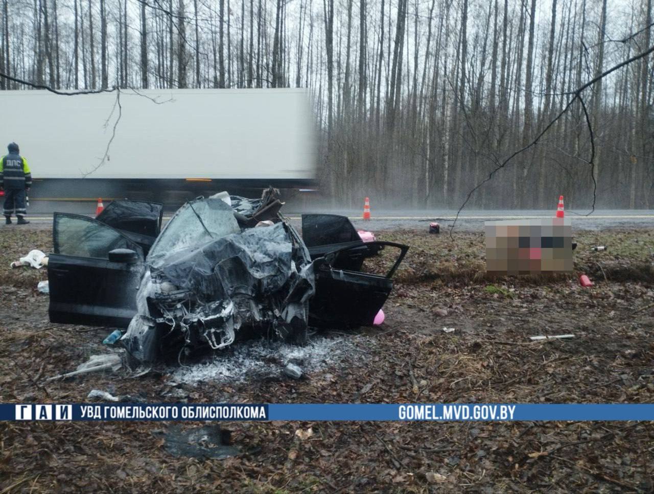 Лось выбежал на трассу: жесткое ДТП унесло жизнь молодого водителя