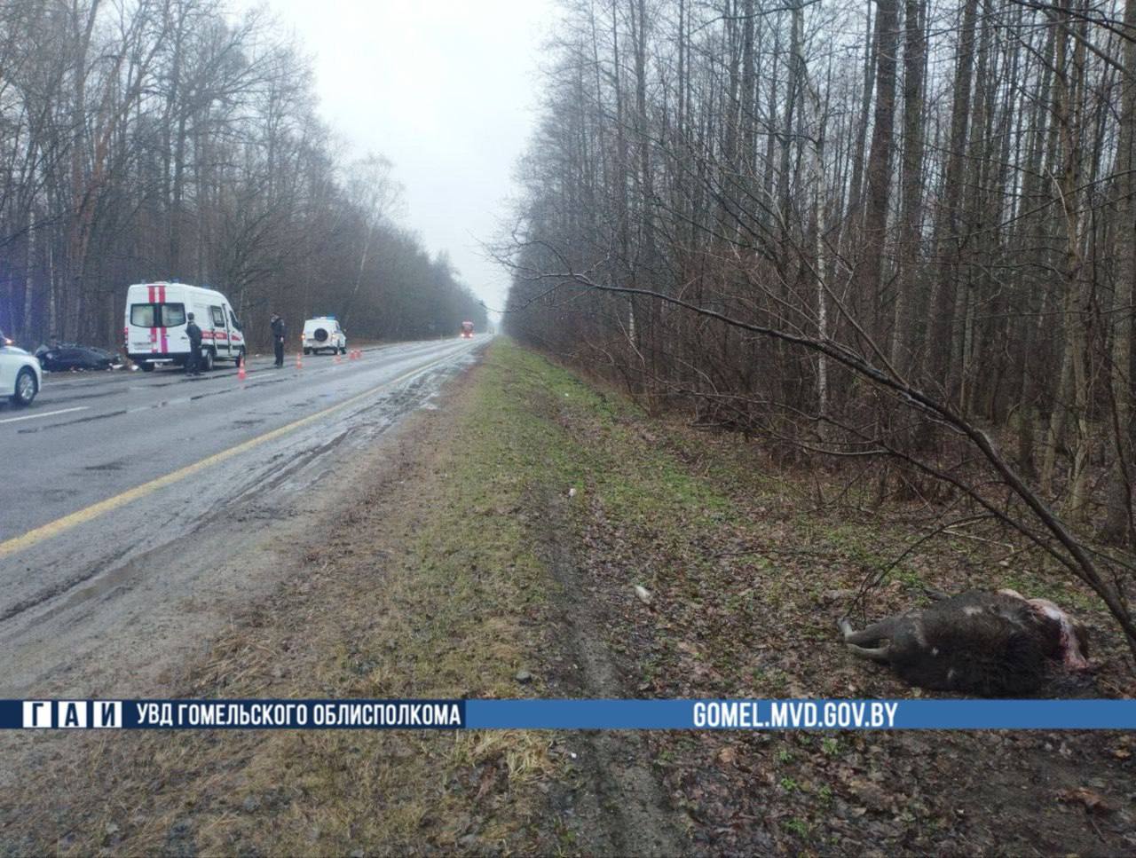 Лось выбежал на трассу: жесткое ДТП унесло жизнь молодого водителя