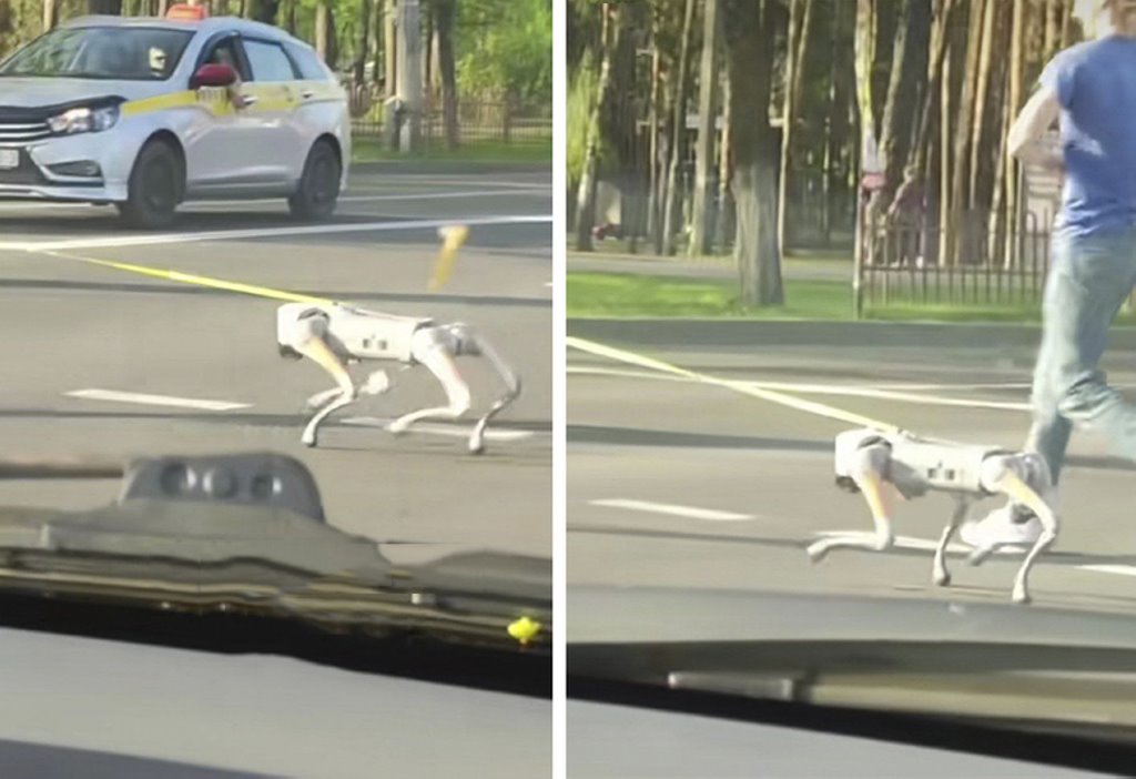 В Беларуси заметили очень необычную собаку