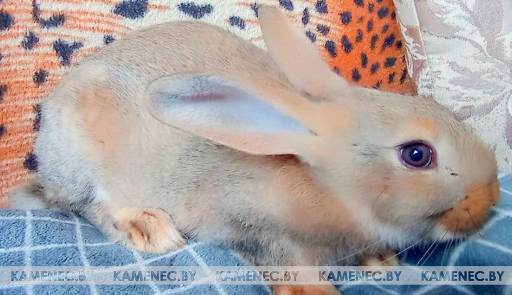 Житель Каменца 28 лет собирает фигурки кроликов из разных уголков мира