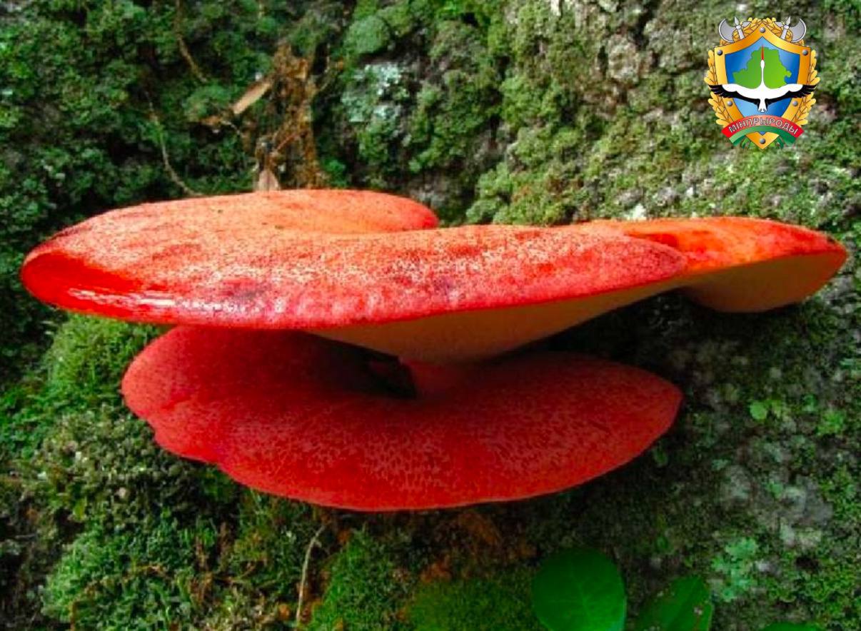 В Брестской области нашли редкий гриб, похожий на орган человека