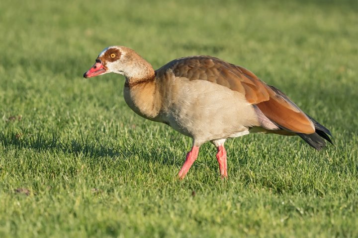 В Беларуси замечены опасные птицы. Что за они?