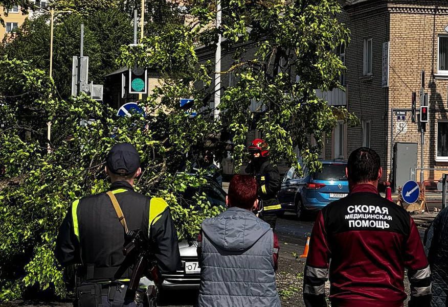 В Барановичах дерево упало на движущийся автомобиль