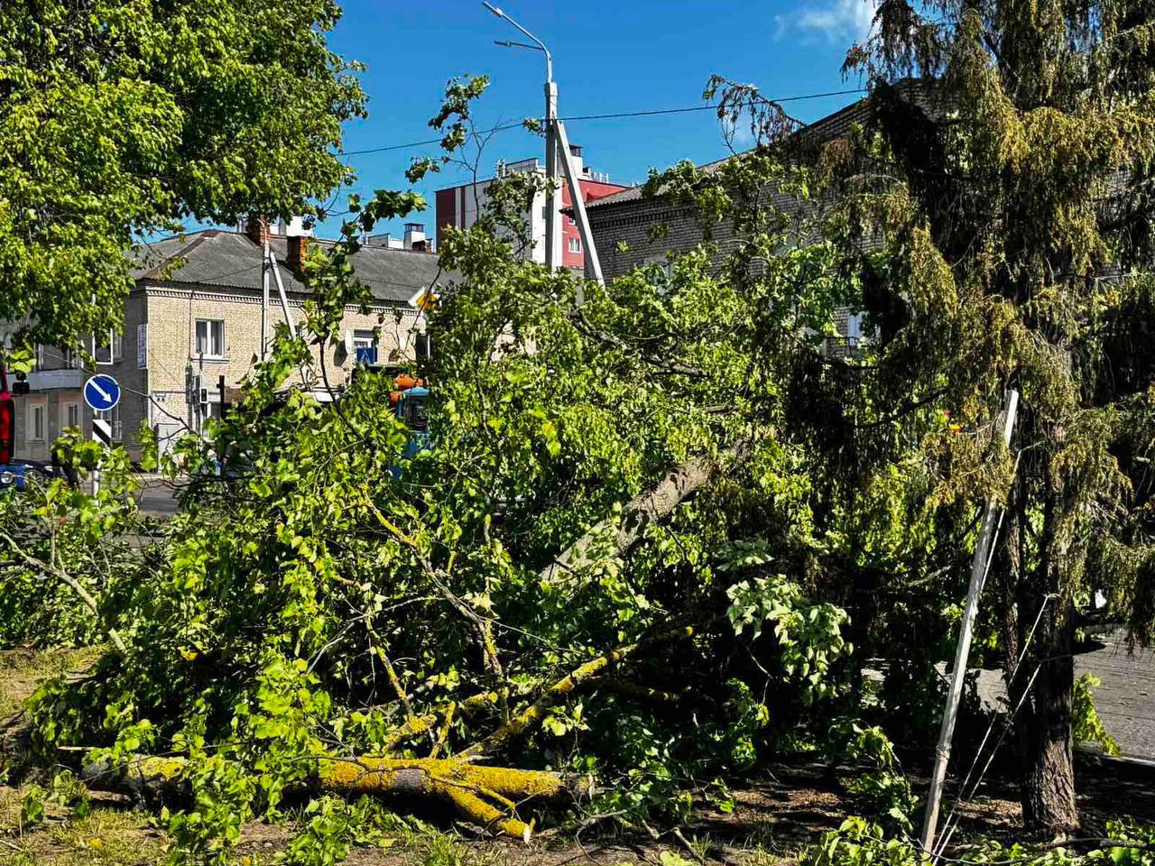 В Барановичах дерево упало на движущийся автомобиль