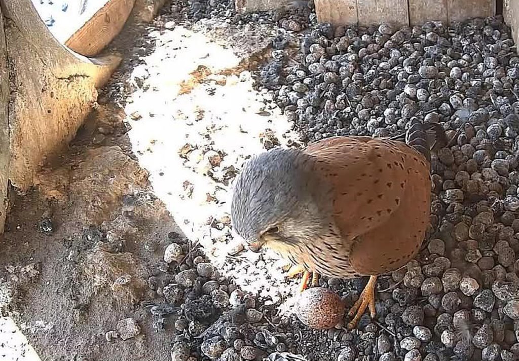В Беларуси ведут прямой эфир из гнезда редкой птицы. Что там интересного?