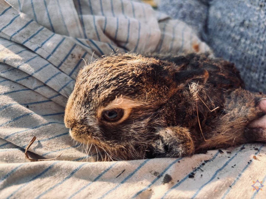 В Беларуси женщина спасла зайчика из горящей травы — видео