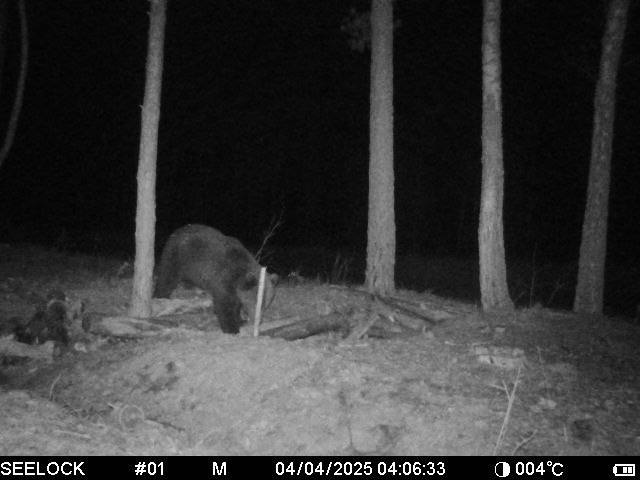 На юге Беларуси снова заметили медведя