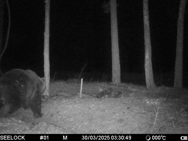 На юге Беларуси снова заметили медведя