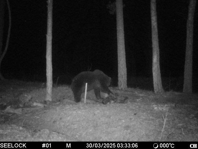 На юге Беларуси снова заметили медведя
