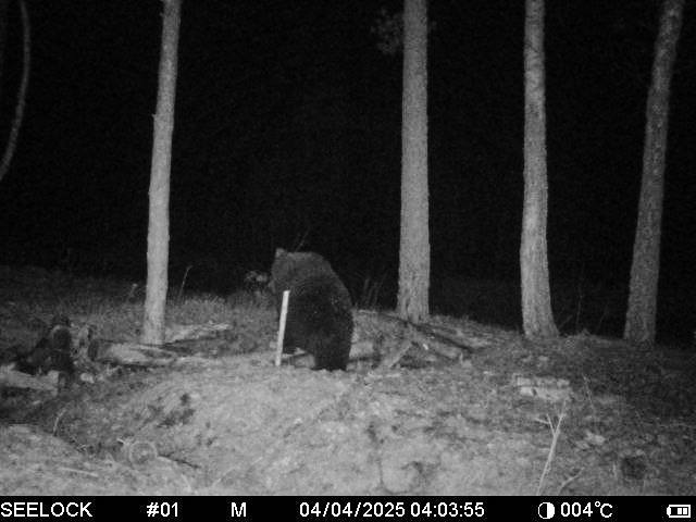 На юге Беларуси снова заметили медведя