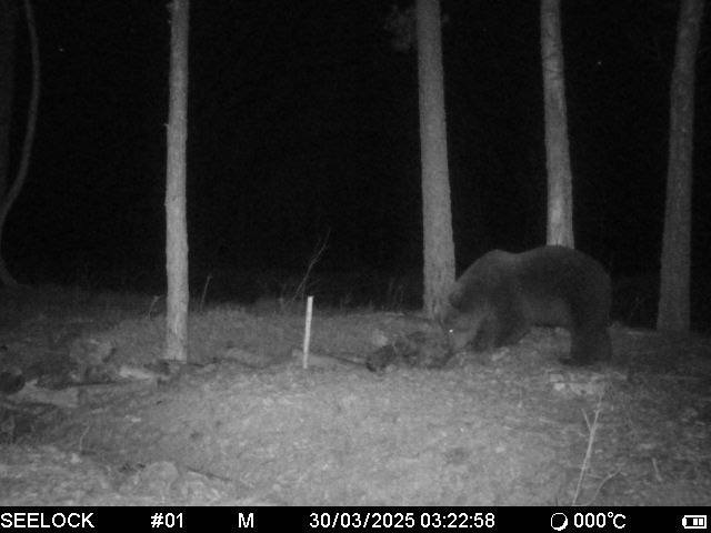 На юге Беларуси снова заметили медведя