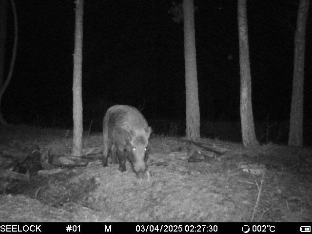 На юге Беларуси снова заметили медведя