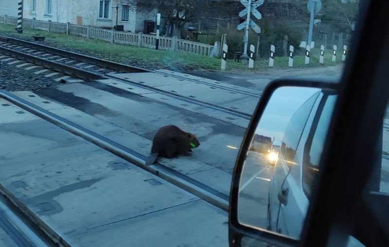 Бобр-железнодорожник замечен в окрестностях спутника Бреста