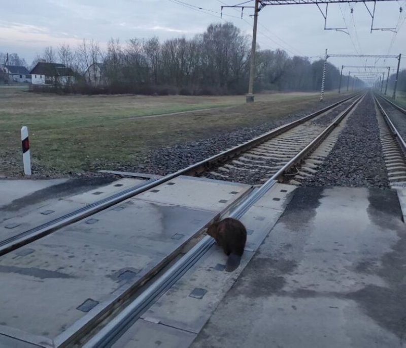 Бобр-железнодорожник замечен в окрестностях спутника Бреста