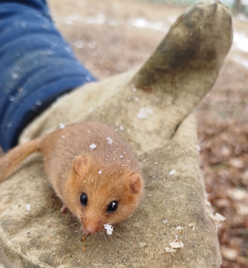 Редкий гость: в лесах Ивановского района заметили ореховую соню
