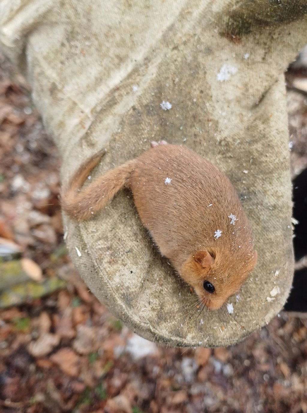 Редкий гость: в лесах Ивановского района заметили ореховую соню