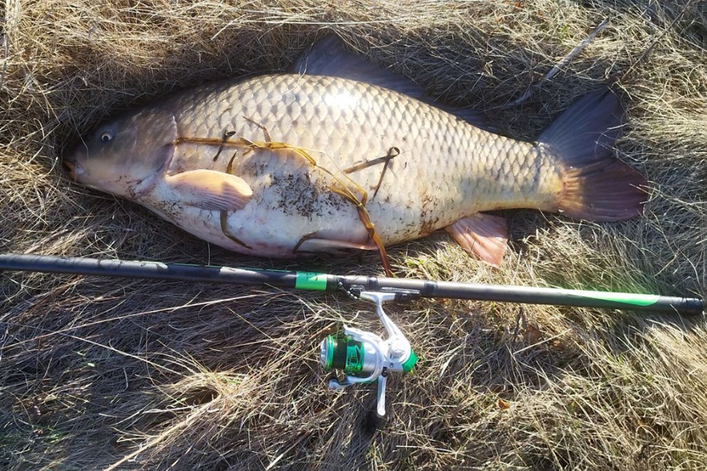 Это не фотошоп! Белорус поймал огромного сазана