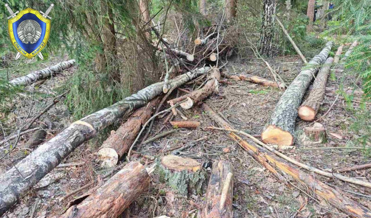 В Беларуси вальщика леса насмерть придавило упавшим деревом