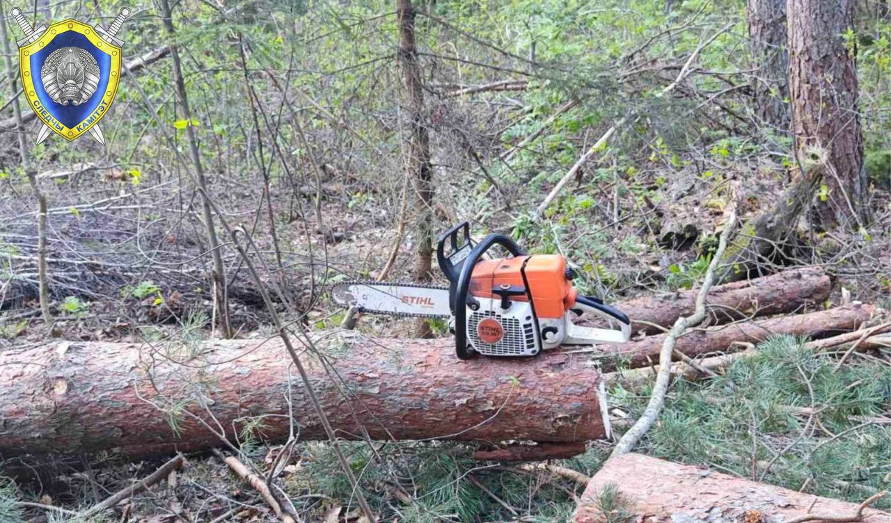В Беларуси вальщика леса насмерть придавило упавшим деревом