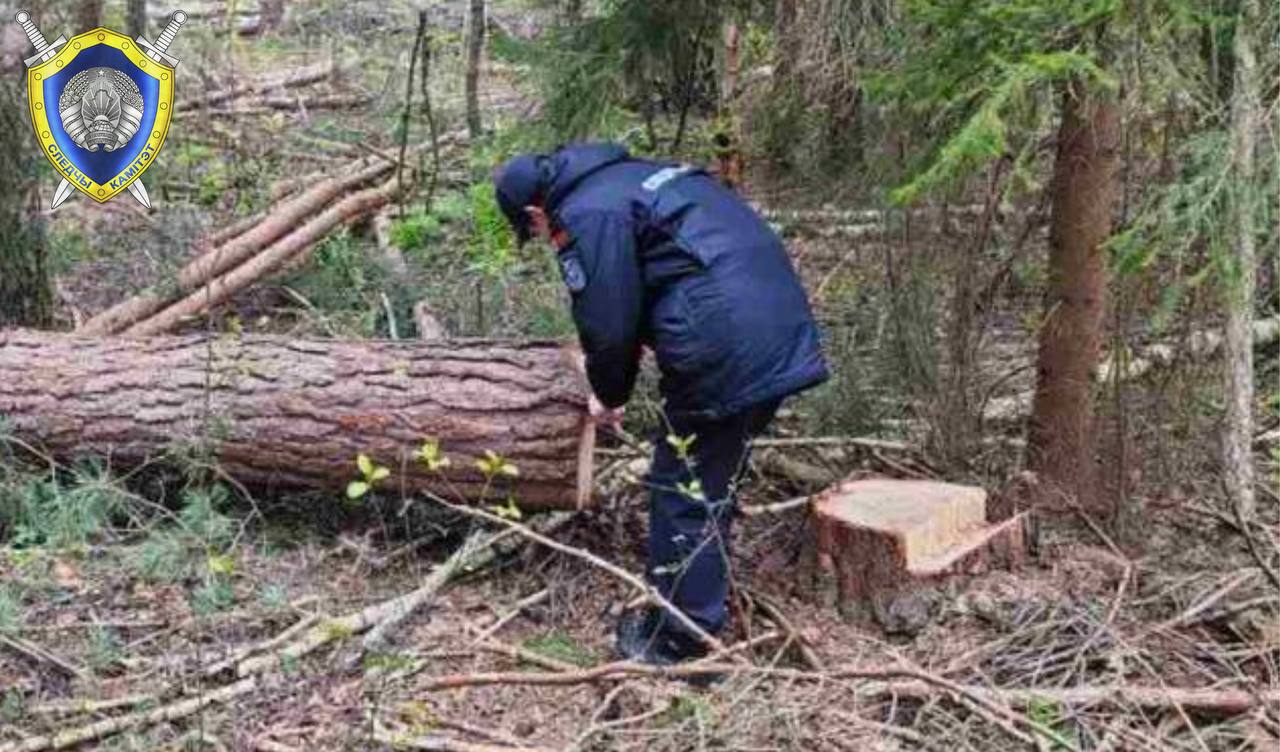 В Беларуси вальщика леса насмерть придавило упавшим деревом