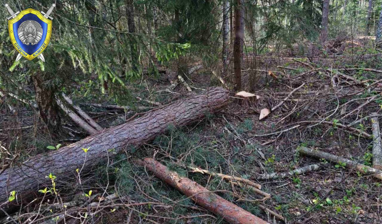 В Беларуси вальщика леса насмерть придавило упавшим деревом