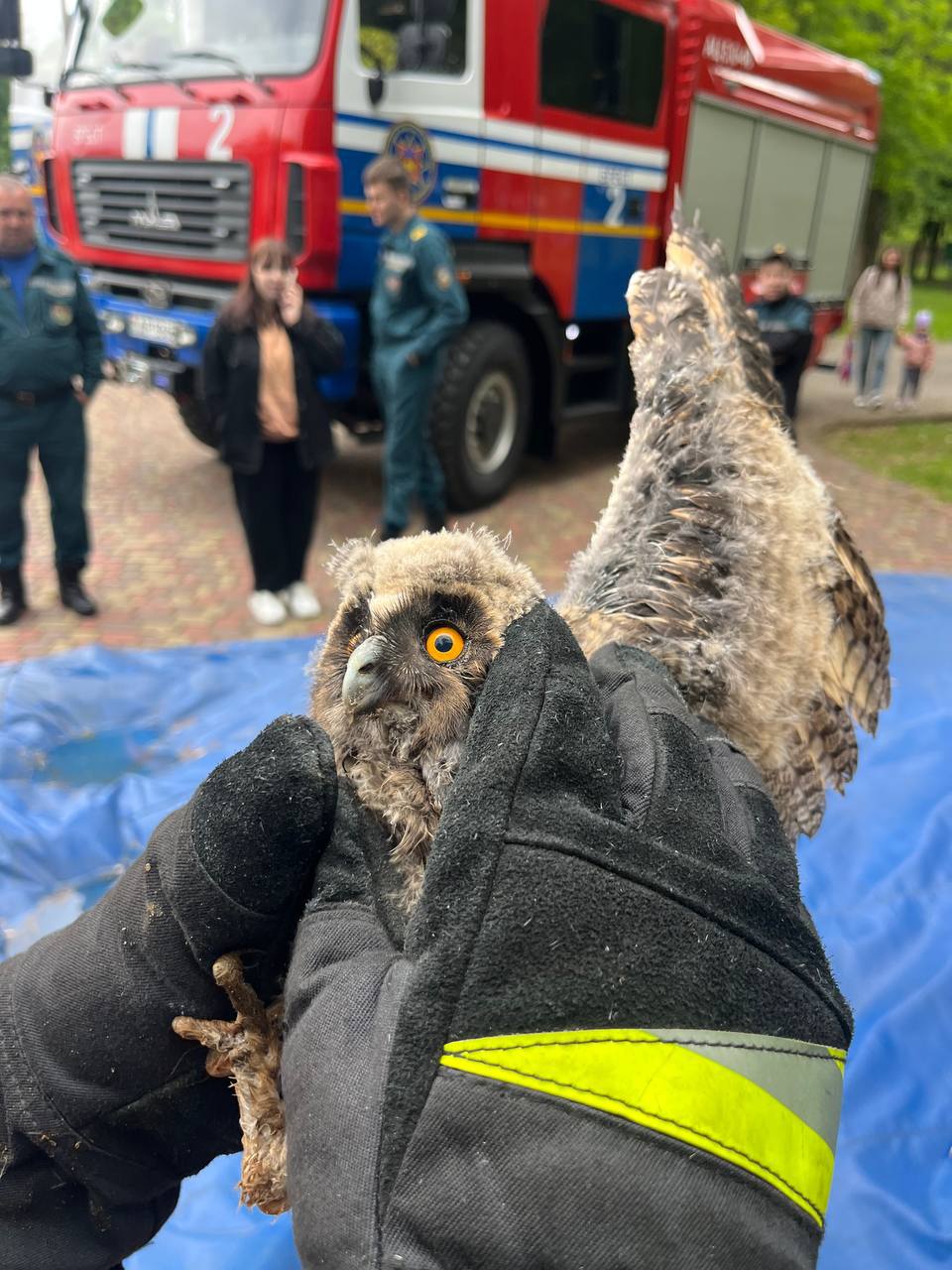 В Бресте на совёнка напали птицы