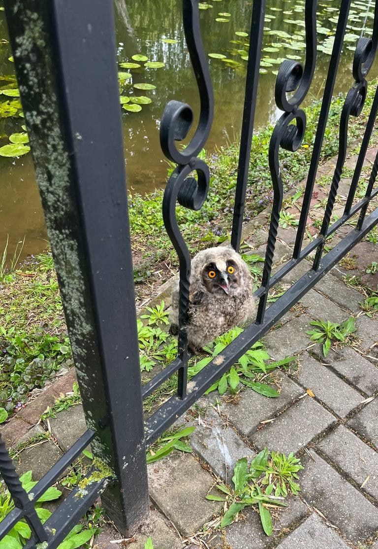 В Бресте на совёнка напали птицы