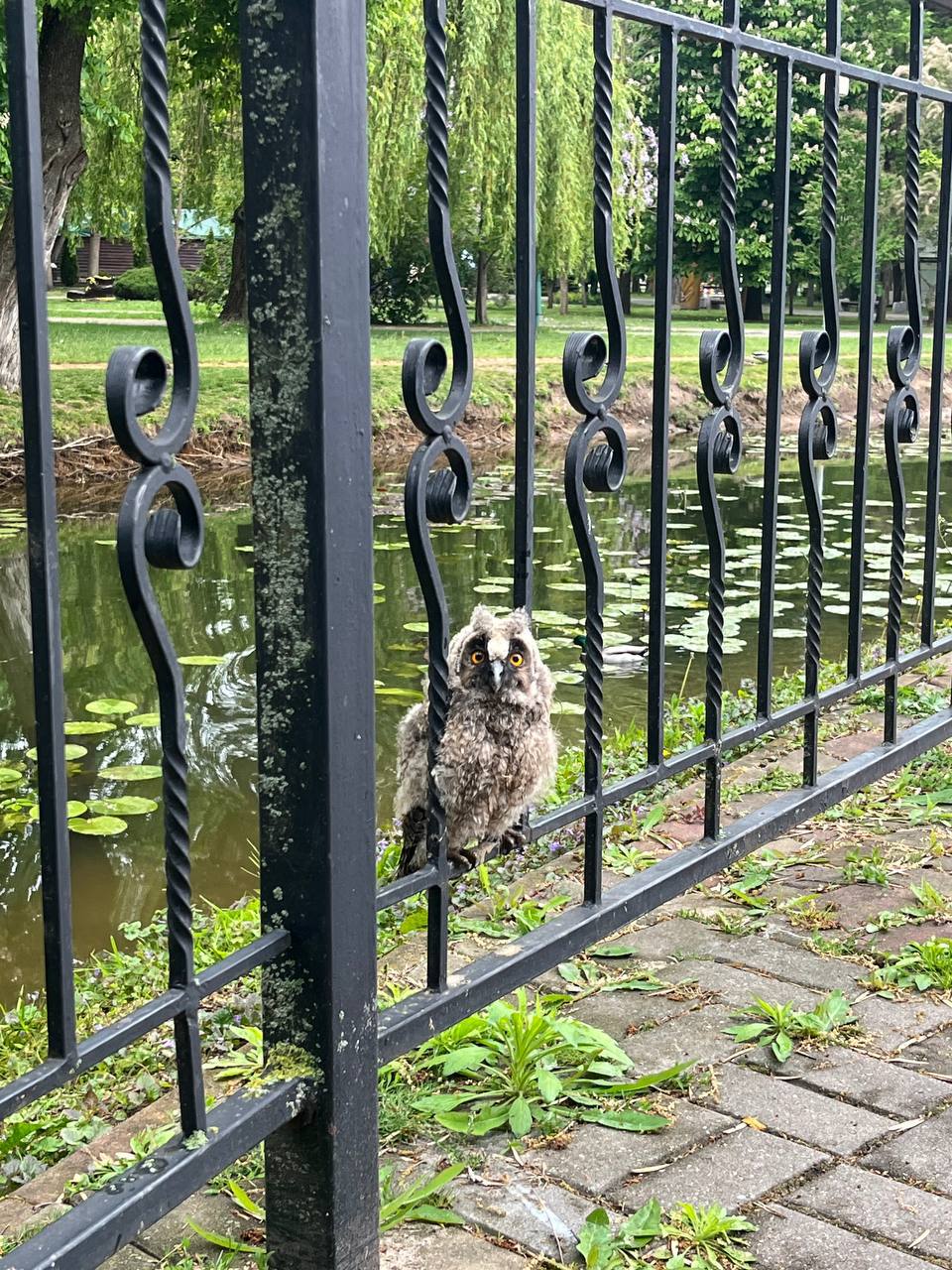 В Бресте на совёнка напали птицы