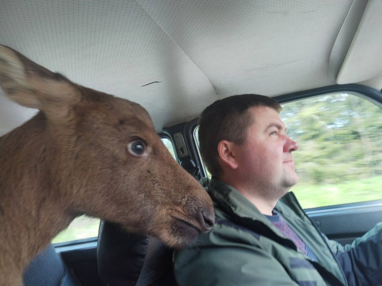 В Беларуси лосенок вышел за помощью к людям