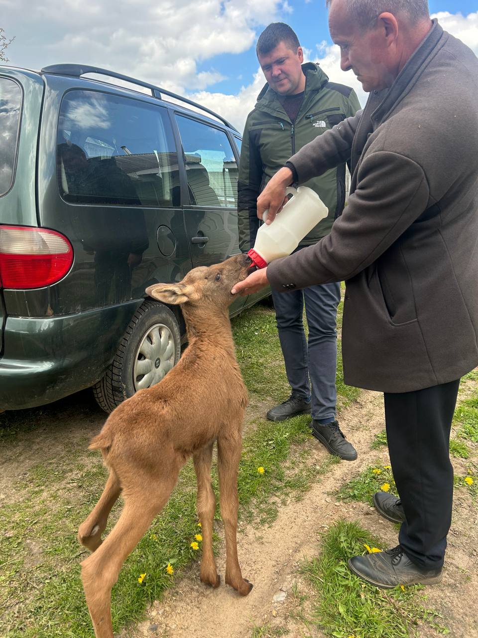 В Беларуси лосенок вышел за помощью к людям