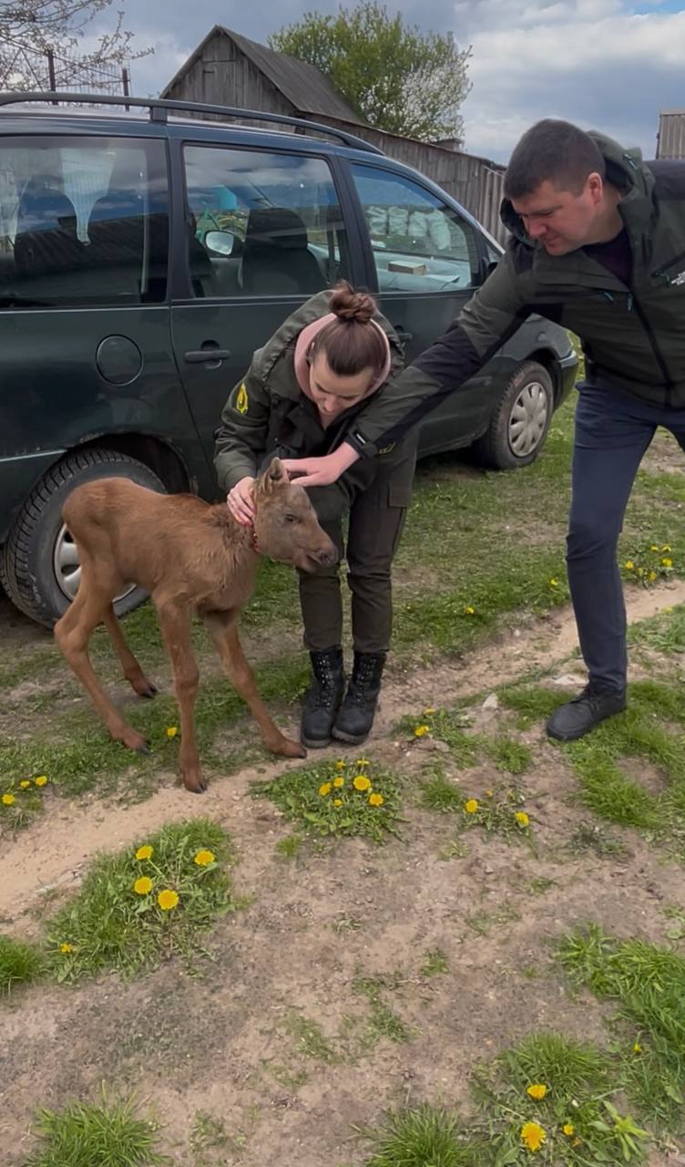 В Беларуси лосенок вышел за помощью к людям