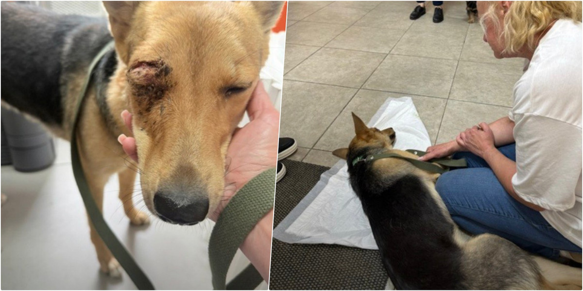 В Беларуси в лесу кто-то заживо закопал собаку — ее чудом спасли