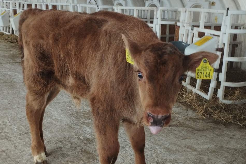 В Беларуси у коровы родился зубренок
