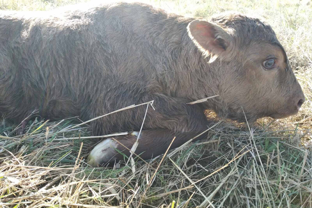 В Беларуси у коровы родился зубренок