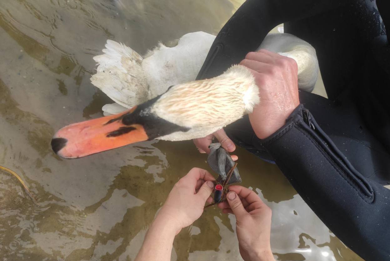 В Бресте спасли лебедя с блесной в лапе