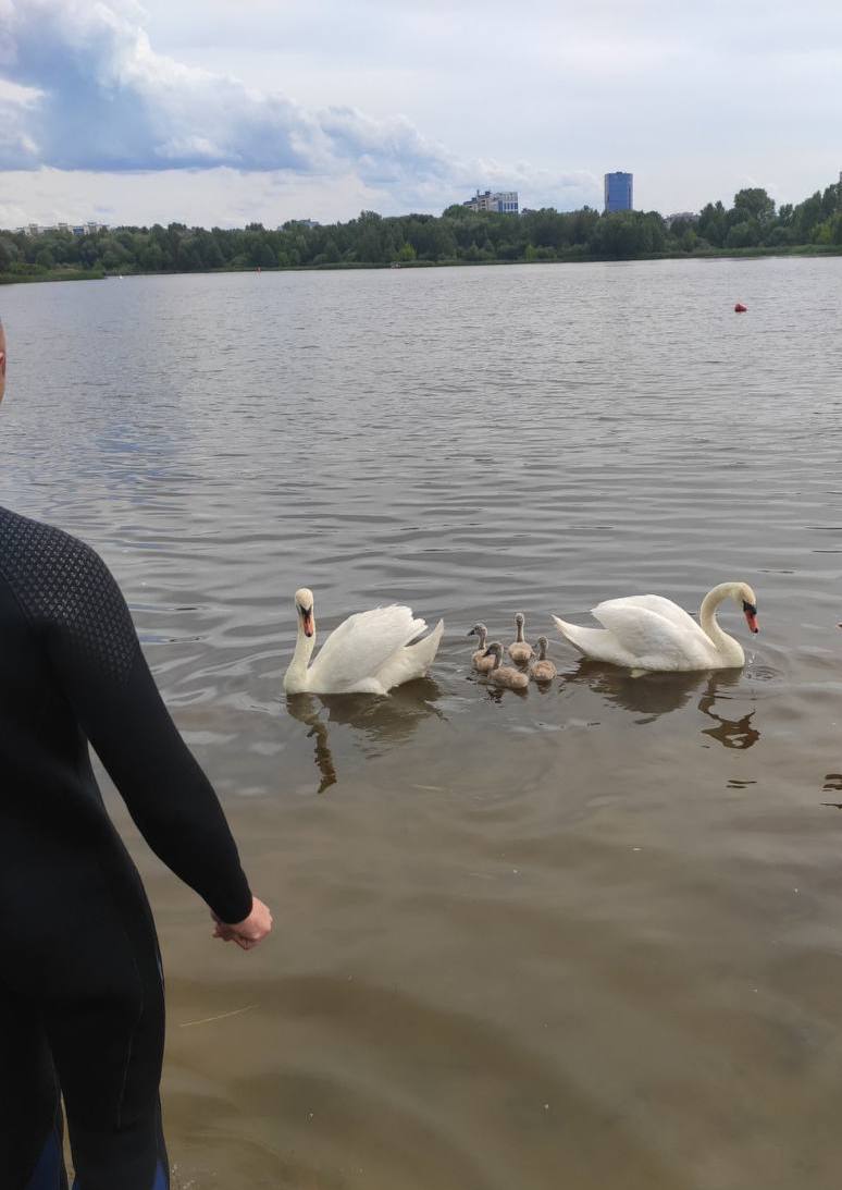 В Бресте спасли лебедя с блесной в лапе