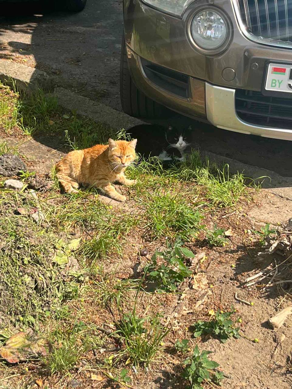 Инцидент с котами в Бресте. Милиция рассказала подробности